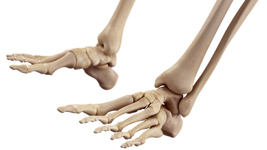 Fussanatomie-fussknochen-Fussretter-Webinar