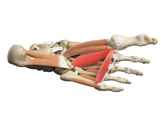 Fussanatomie-fusssohle-Fussretter-Webinar